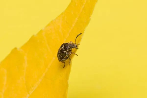 Der Käfer sitzt auf einem gelben Blatt — Stockfoto