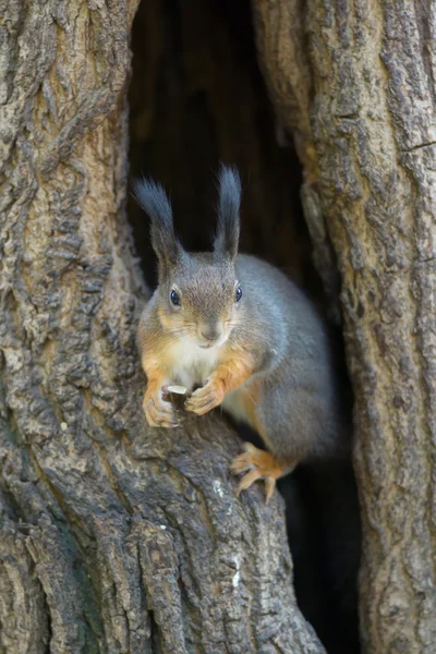 The squirrel sits in a hollow — Stock Photo, Image