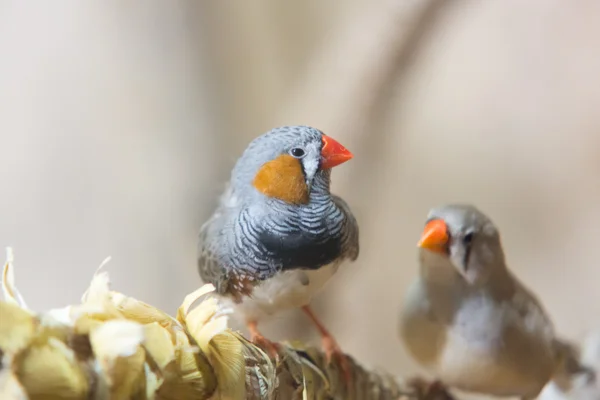 Deux petits oiseaux — Photo