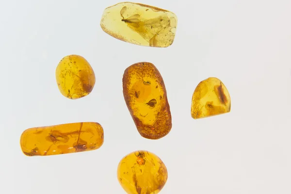 Amber med insekter — Stockfoto