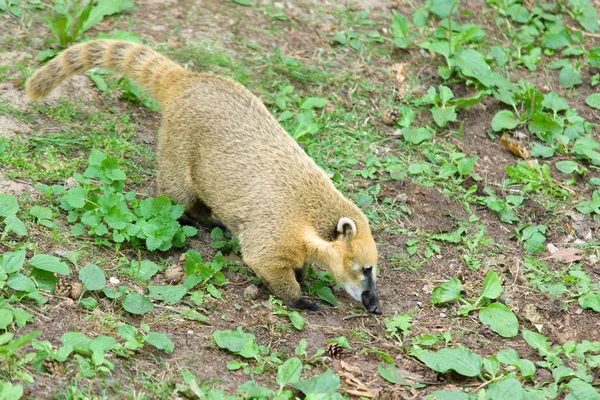 Ρακούν nasuella olivacea — Φωτογραφία Αρχείου