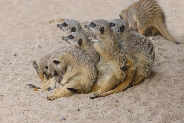 Neşeli surikata — Stok fotoğraf