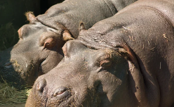 O retrato do hipopótamo — Fotografia de Stock