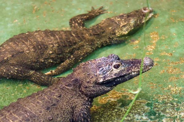 Crocodilos em um reservatório — Fotografia de Stock