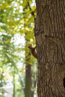içi boş bir sincap oturur