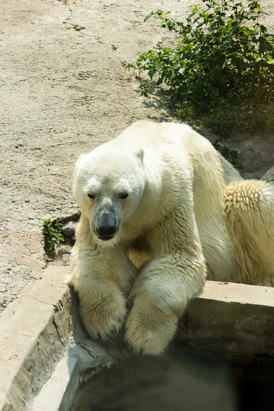 Eisbär im Urlaub — Stockfoto