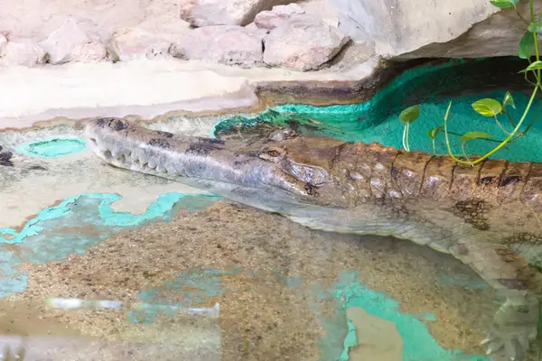 Crocodilos em um reservatório — Fotografia de Stock