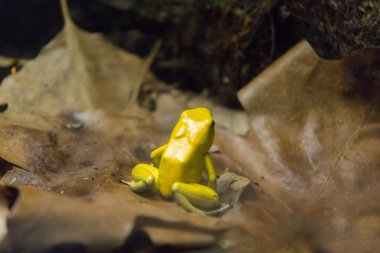 Yalnız güzel kurbağa oturur