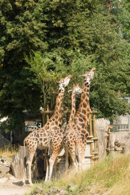 the big giraffe