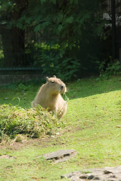 La lontra mangia fieno — Foto Stock