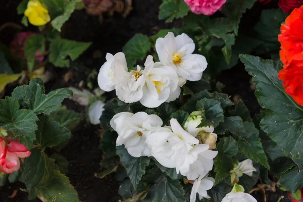 Cama con flores — Foto de Stock