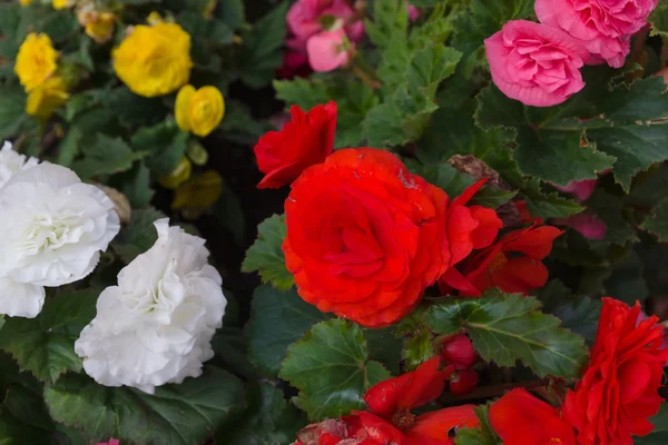 Cama con flores — Foto de Stock