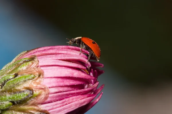 Kwiat z owadów — Zdjęcie stockowe