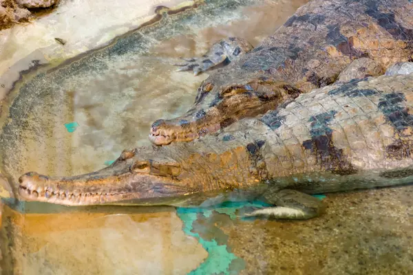 Crocodilos em um reservatório — Fotografia de Stock