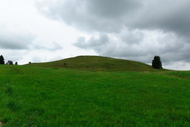 yüksek tepe bir ot ile büyümüş