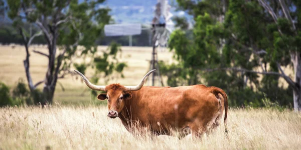 Longhorn tehén a karámban — Stock Fotó