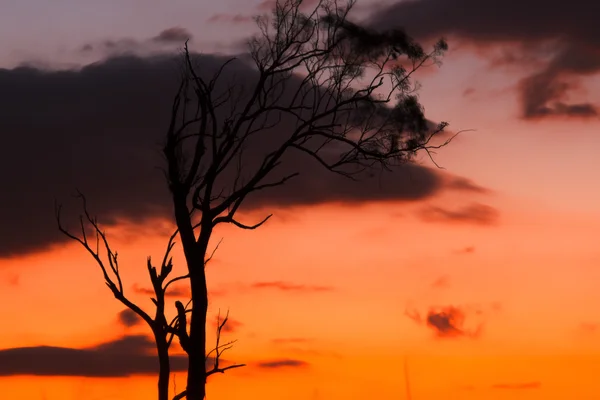 Silhueta de árvores em Queensland — Fotografia de Stock