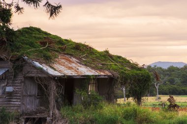 Ülkede döken terk edilmiş tarım