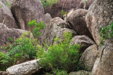Girraween Milli Parkı