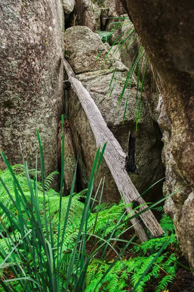 Parc national de Girraween — Photo