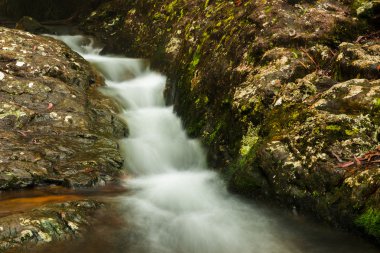 Bahar çayı Goomoolahra dereye