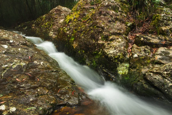 Goomoolahra creek w Springbrook — Zdjęcie stockowe