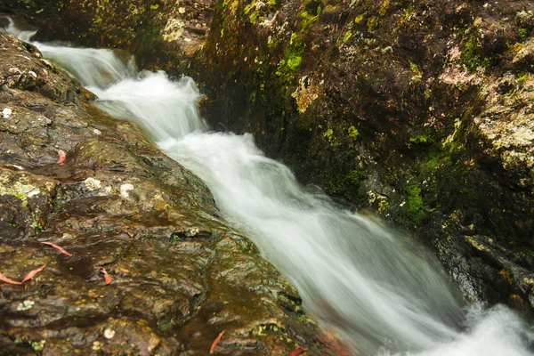 Goomoolahra-patak a Springbrook — Stock Fotó