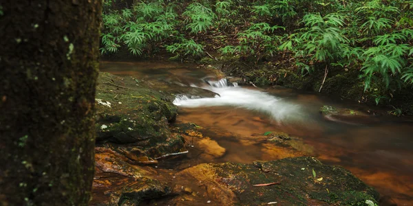 Goomoolahra arroyo en Springbrook — Foto de Stock