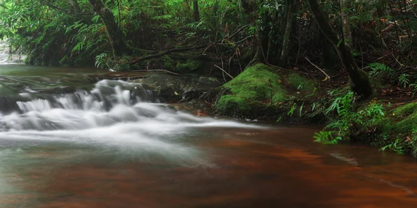 Goomoolahra creek στο Springbrook — Φωτογραφία Αρχείου