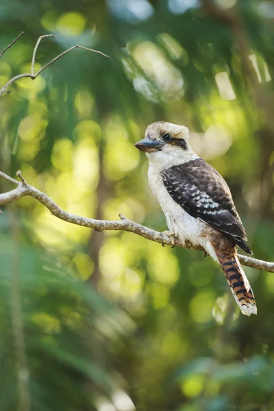 Kookaburra gracefully sitting in a tree — Stock Photo, Image