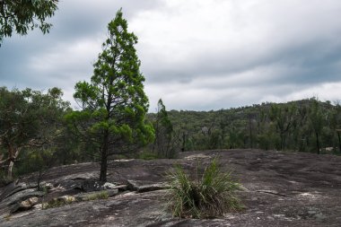Girraween Milli Parkı