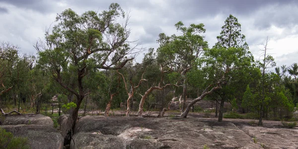 Girraween Національний парк — стокове фото