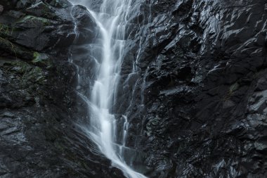 Cedar Creek Falls'ta dağ Tamborine