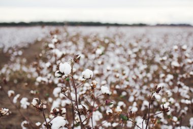 Oakey alanında pamuk