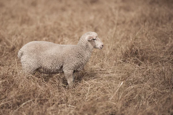 Lam op de boerderij — Stockfoto