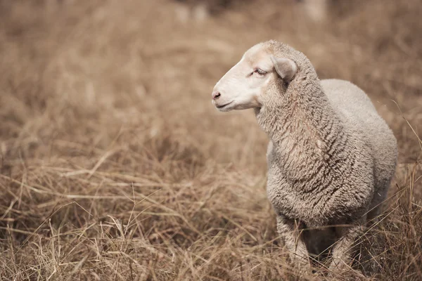 Lam op de boerderij — Stockfoto