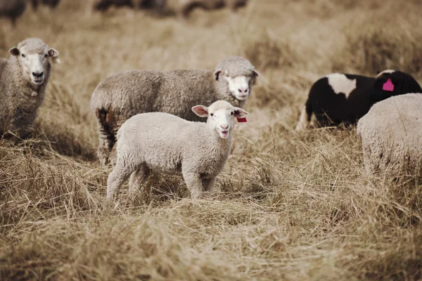 Sheep on the farm — Stock Photo, Image