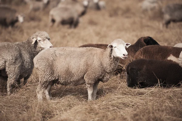 Schapen op de boerderij — Stockfoto