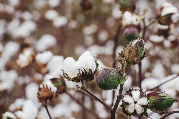 Cotton field in Oakey — Stock Photo, Image