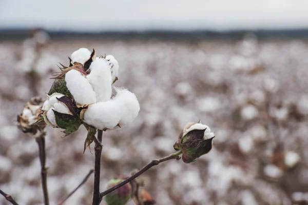 Campo de algodón en Oakey — Foto de Stock