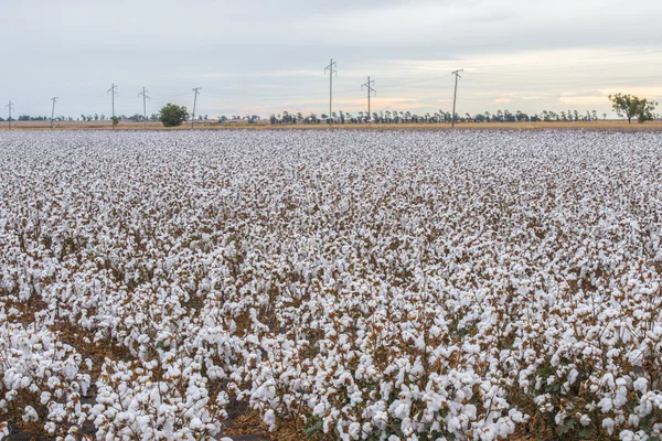 Campo de algodón en Oakey — Foto de Stock