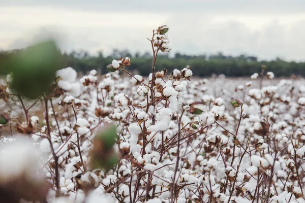 Campo de algodón en Oakey — Foto de Stock