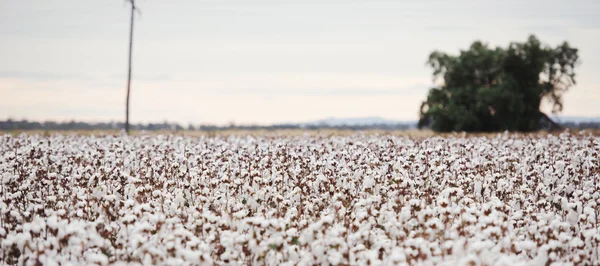 Campo de algodón en Oakey — Foto de Stock