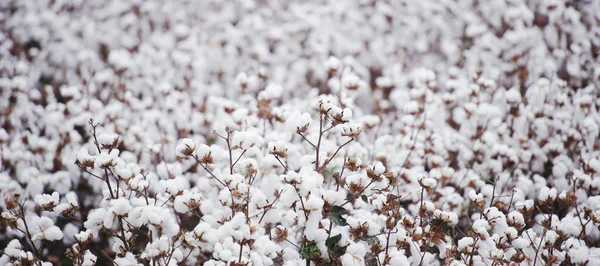 Cotton field in Oakey — Stock Photo, Image