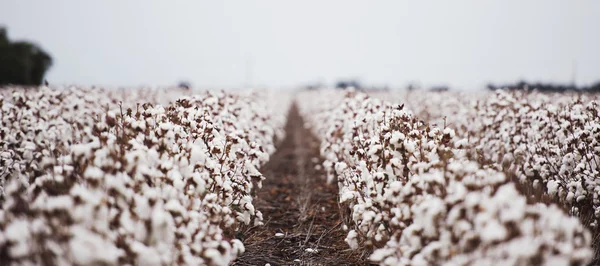 Campo de algodón en Oakey — Foto de Stock