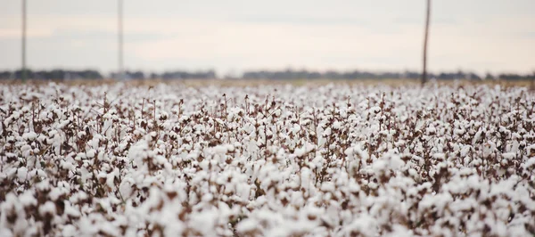 Campo de algodón en Oakey —  Fotos de Stock