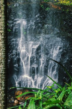 Bahar çayı Falls'ta Purlingbrook
