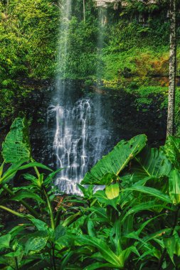 Bahar çayı Falls'ta Purlingbrook