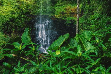 Bahar çayı Falls'ta Purlingbrook
