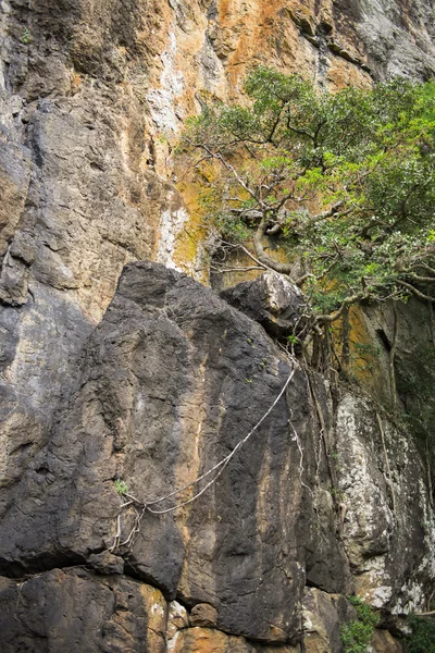 Cliff face in Springbrook National Park — Stock Photo, Image